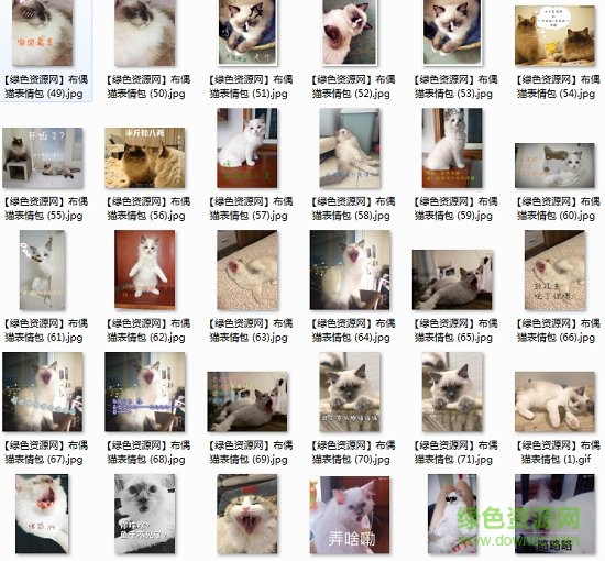 布偶猫表情包图片 布偶猫表情包gif