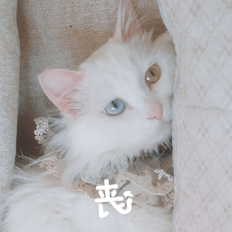 布偶猫表情包动图下载
