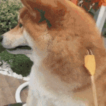 柴犬挠痒动态图下载