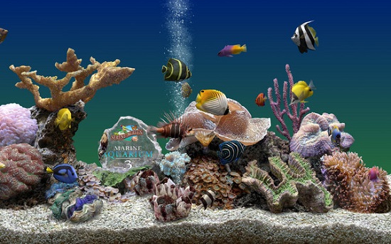 3D热带鱼屏保免费版 3D热带鱼屏保修改版
